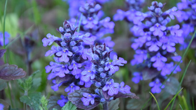 blue flowers, sinised õied