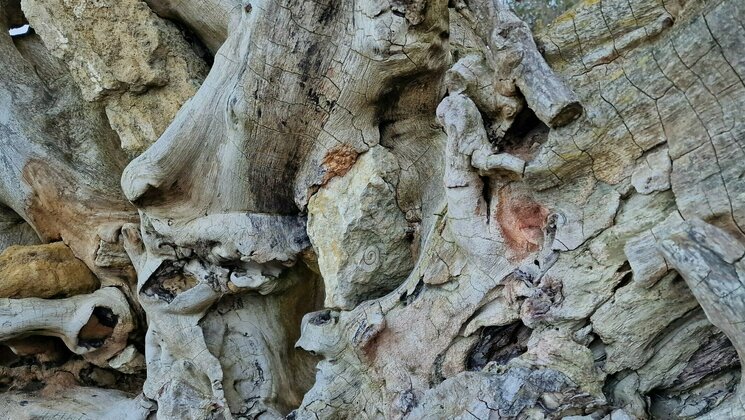 Roots of a tree shaped by the sea