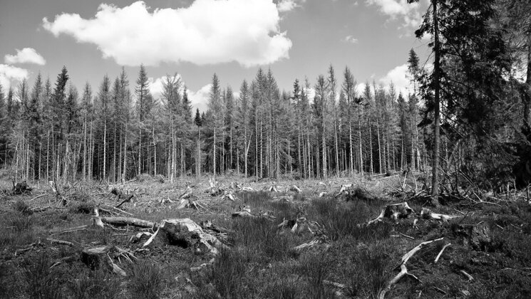 Black and white photo of the forest that has been cut down