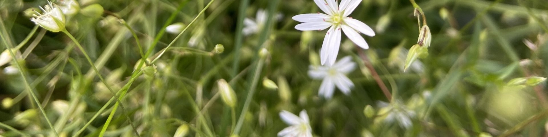 small white flowers, väiksed valged lilled