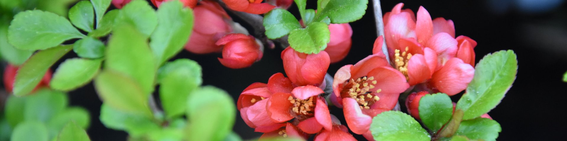 flowering quince, ebaküdaoonia