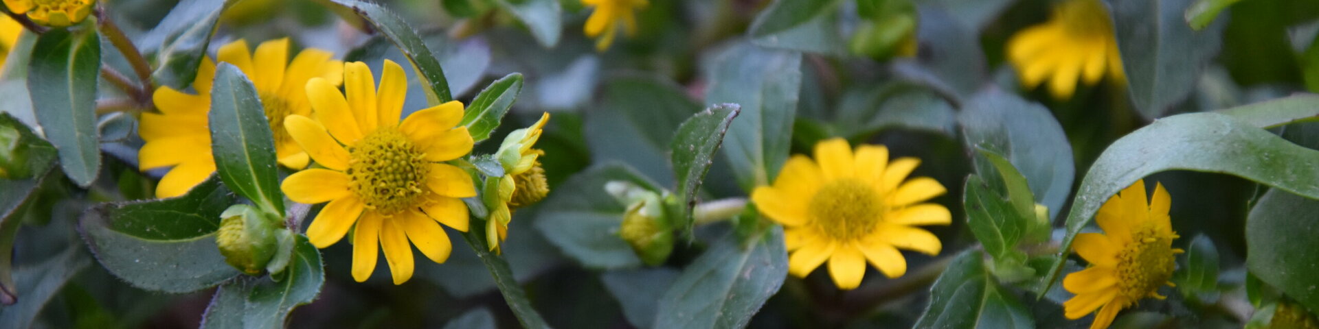 yellow small flowers, kollased väiksed lilled
