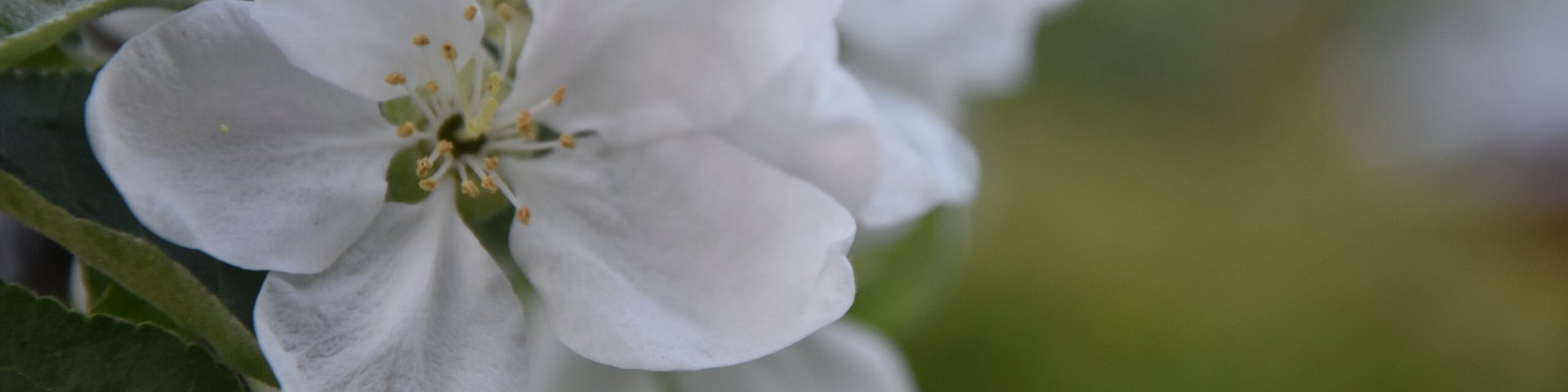 apple blossoms, õunaõied
