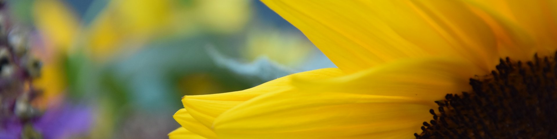 Sunflower, close-up, päevalill